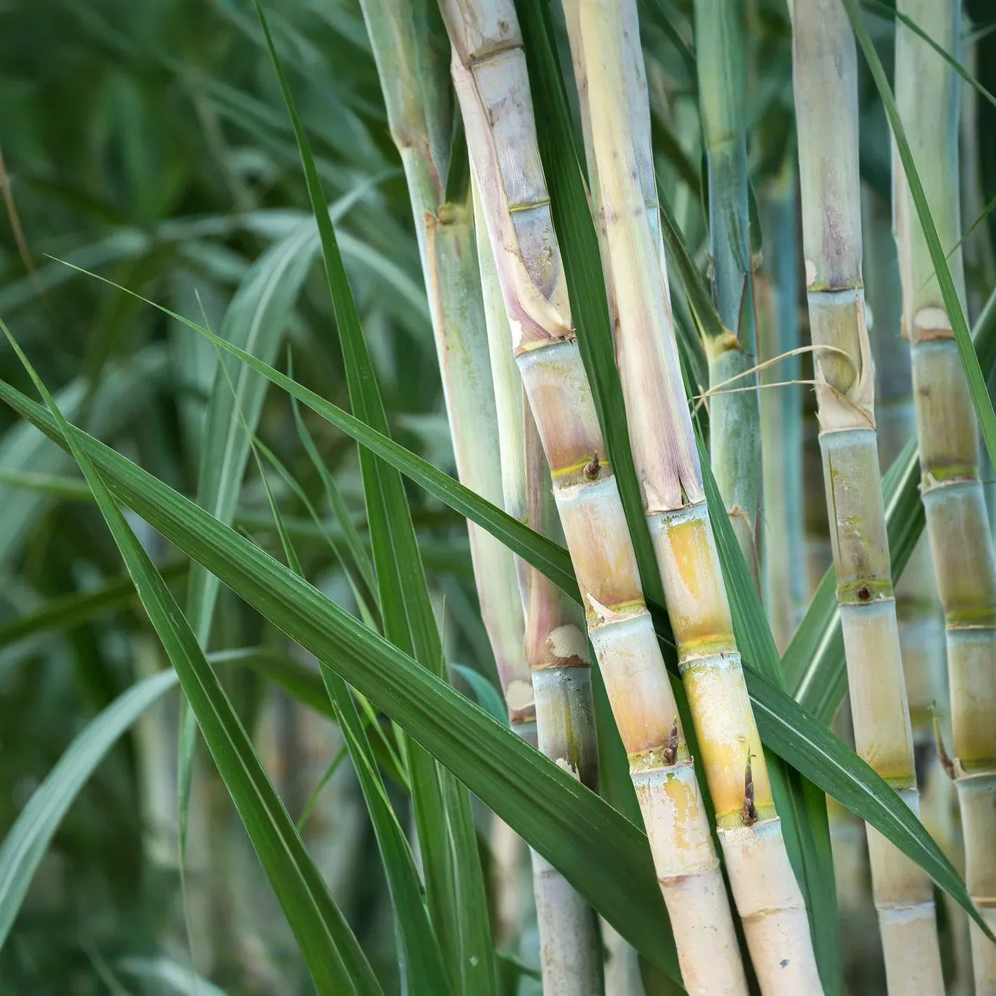 3 Green Sugarcane Cuttings Ready to Plant Sweet Juicy Stalks Tropical Grass