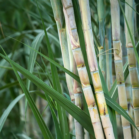 3 Green Sugarcane Cuttings Ready to Plant Sweet Juicy Stalks Tropical Grass