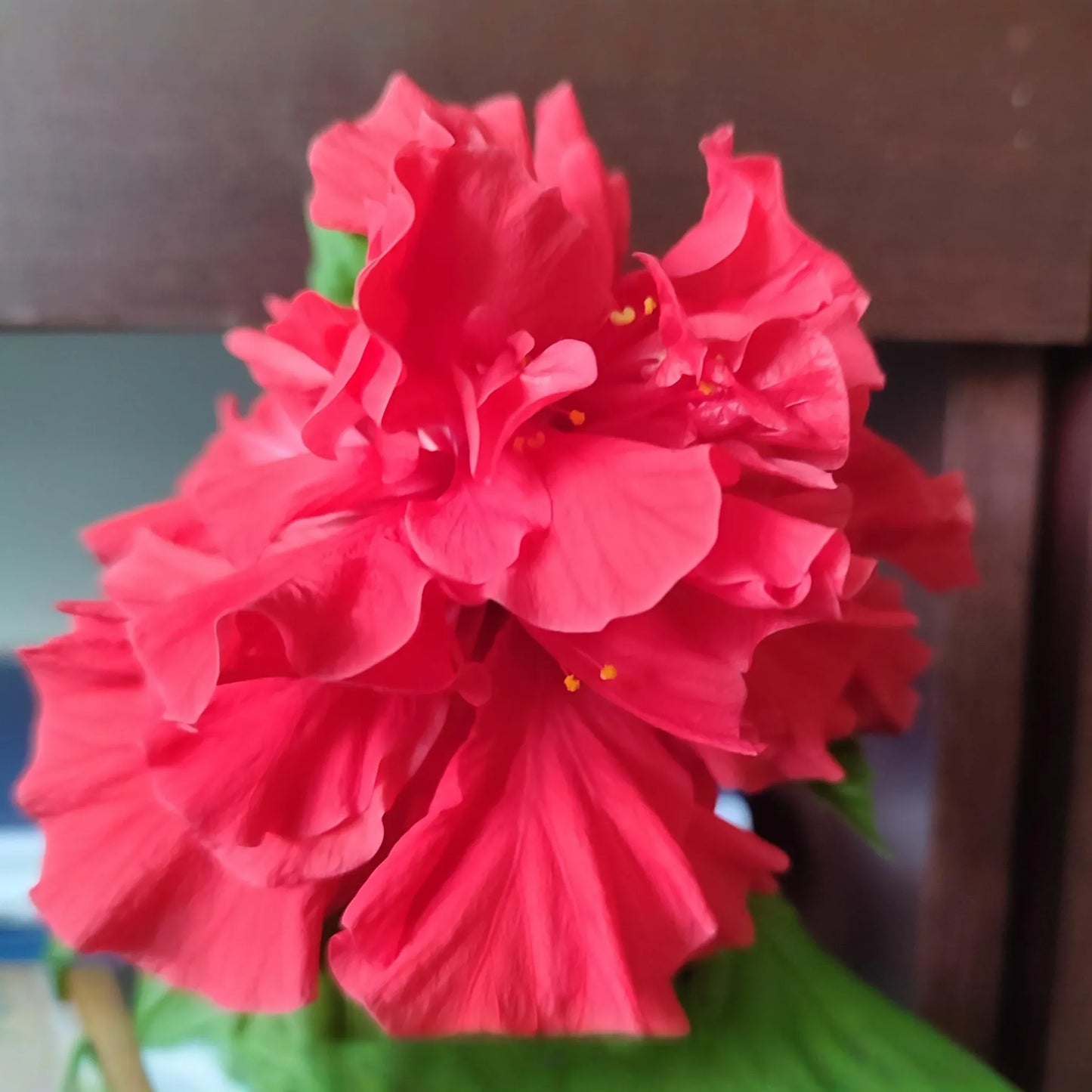 Red Chinese Rose (Hibiscus rosa-sinensis) - 5 Unrooted Cuttings