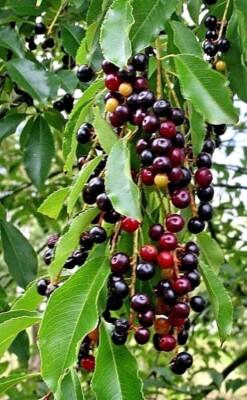 20 Black Cherry Seeds (Prunus serotina), Sweet Edible Fruit, High Yield, Hardy Tree, Perfect for Garden, Jam, Jellies, & Fresh Eating