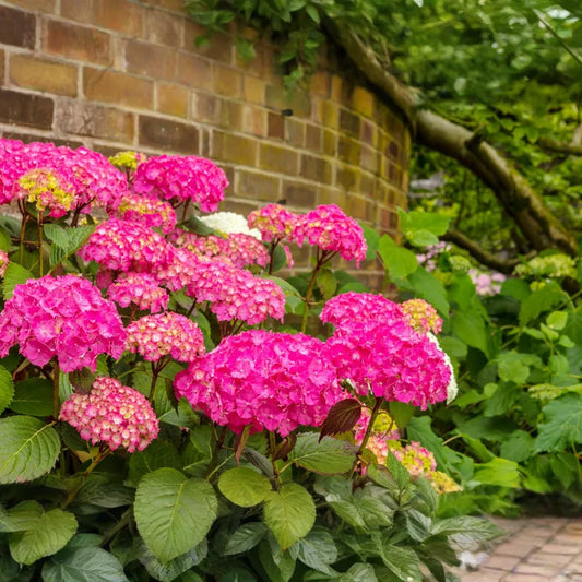 6 Live Fresh Heirloom MAGENTA Hydrangea Cuttings - 6" Unrooted - Easy to Grow, Beautiful Blooms, Hydrangea macrophylla, Garden Plant