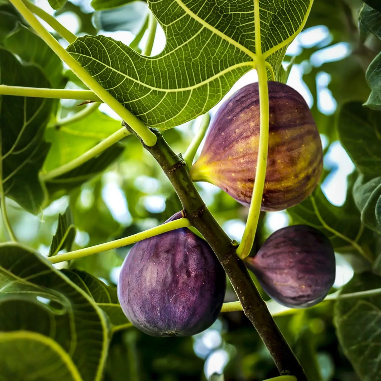 3 Black Mission Fig Trees - Ficus carica | Starter Plants | Sweet Edible Fruit Tree for Containers, Gardens, or Landscapes
