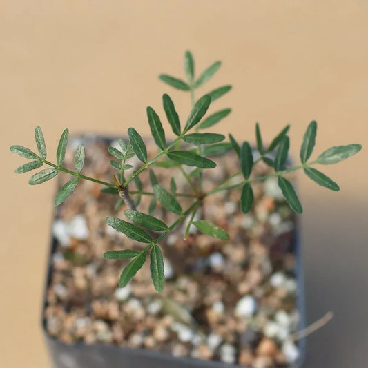 Bursera Microphylla Waterman Form 7" Rare Succulent Plant Arizona Native Bare Root