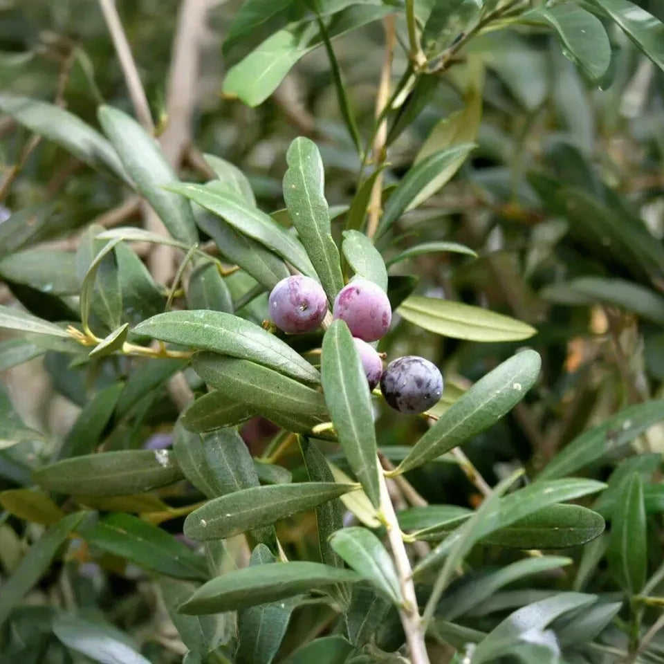 Arbequina Olive Tree Starter Plant 5+ Inches Olea Europaea Drought Tolerant USDA Zones 8-11