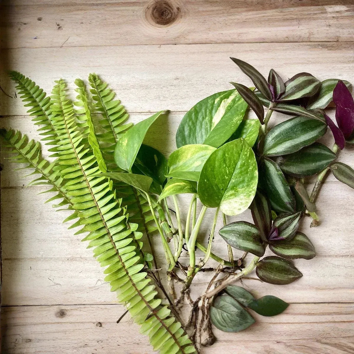 12 Rooted Plant Cuttings (3 Each) - Pothos, Wandering Jew, Arrowhead Vine, Ferns, Easy Care Indoor Plants, Perfect for Propagation