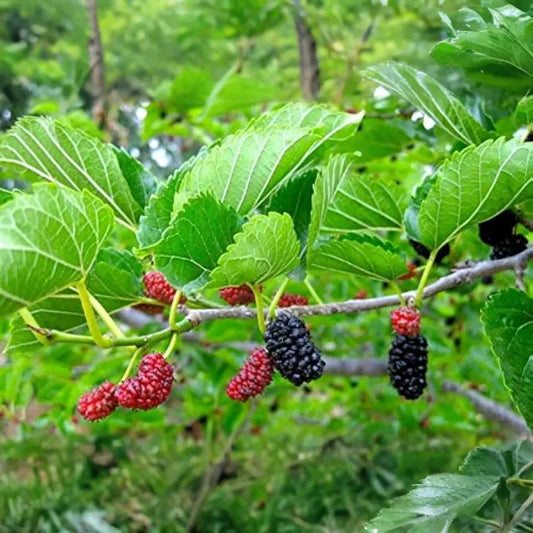 1 Red Mulberry Tree - Morus rubra | 12–24” Live Bare Root | Native Fruit Tree for Wildlife, Shade & Edible Landscapes