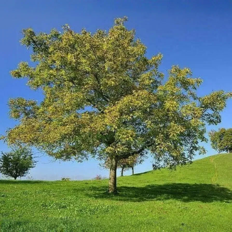 1 Black Walnut Tree - Juglans nigra | 12–24” Live Bare Root Plant | Hardy Native Nut Tree for Shade & Edible Landscapes