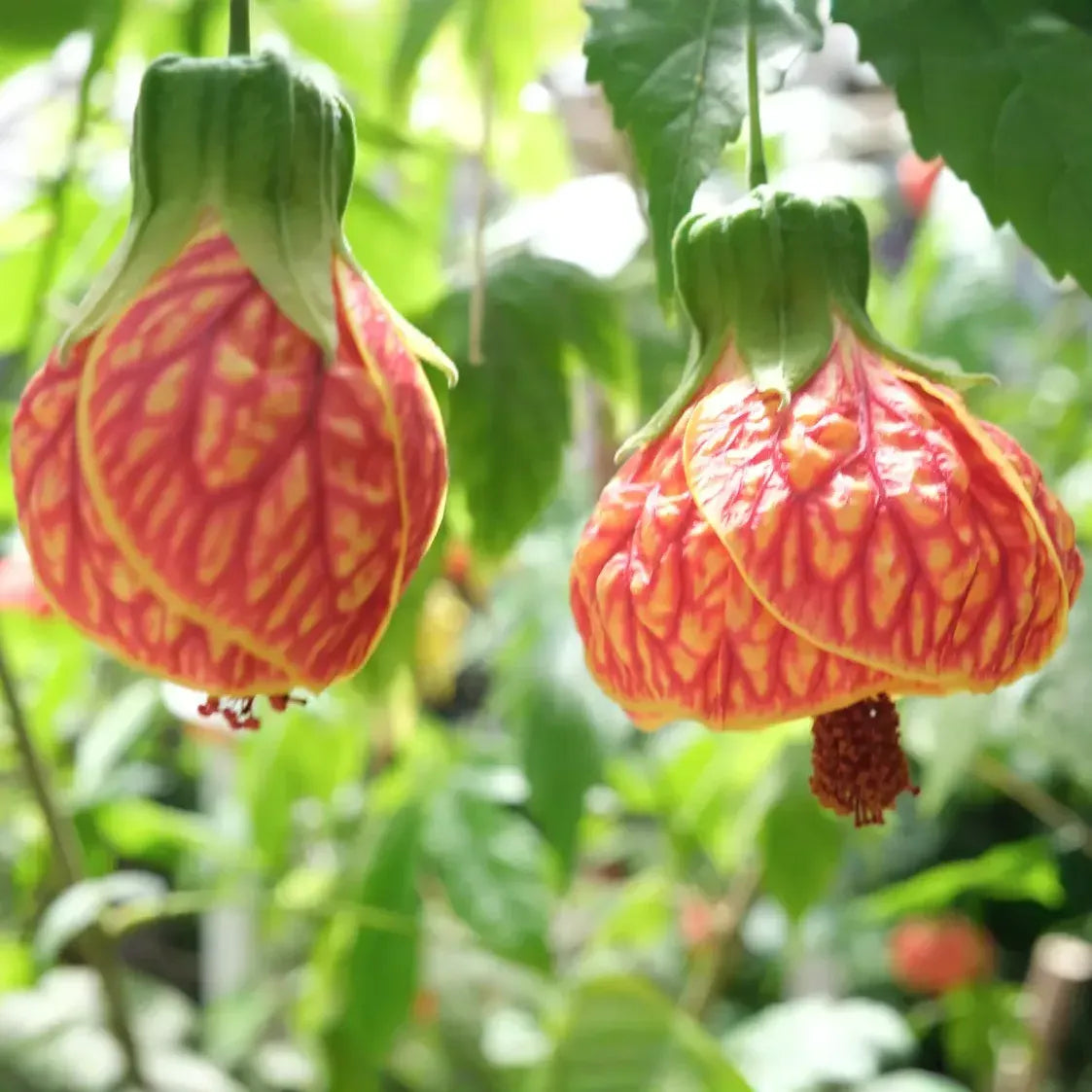 Tiger Eye Abutilon Starter Plant - Small Rooted Flowering Maple, Unique Orange Blooms, Houseplant or Patio, 4" Pot