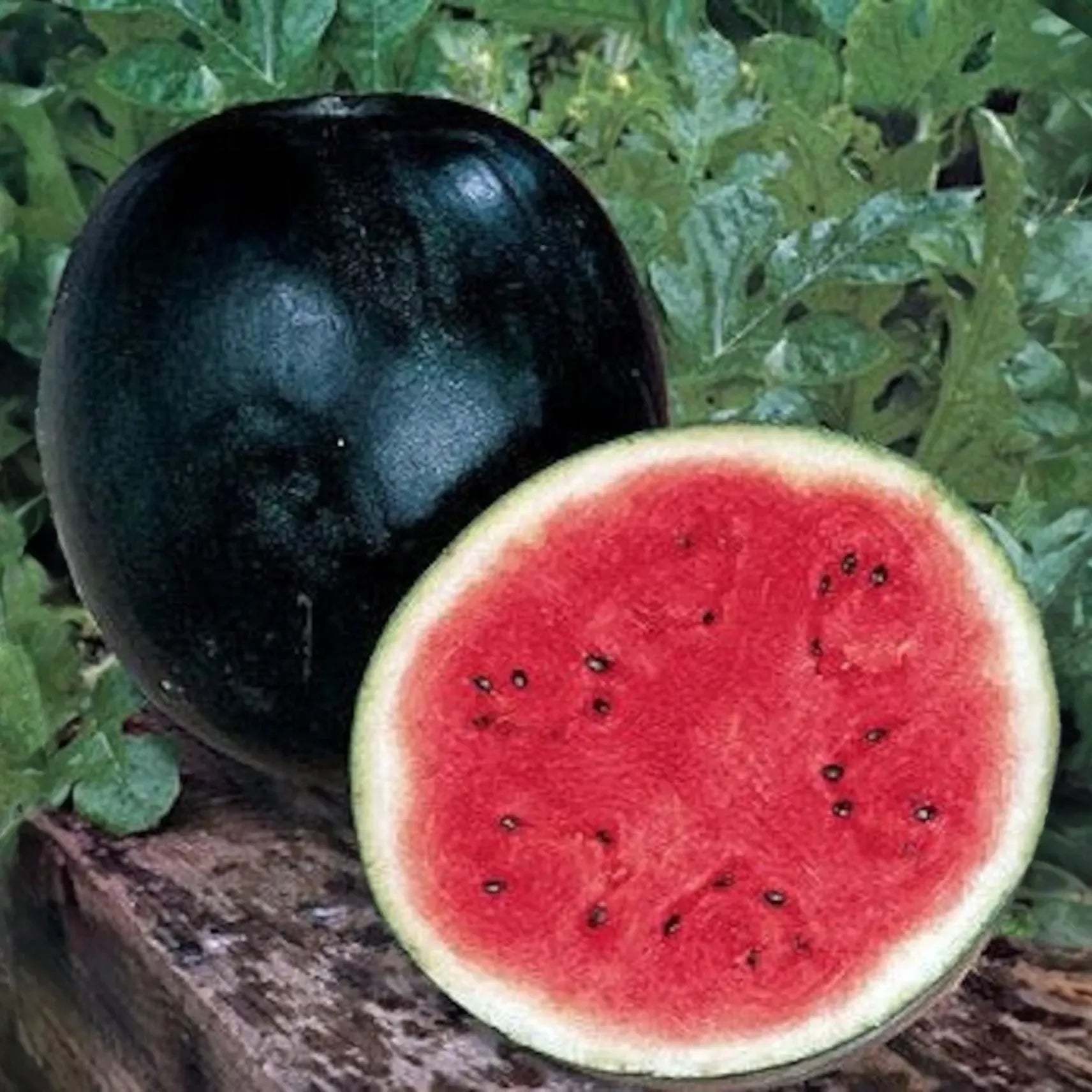 50 Black Diamond Watermelon Seeds | Classic Summer Fruit | Large Sweet Heirloom Variety | Grow Juicy Melons in Garden or Backyard