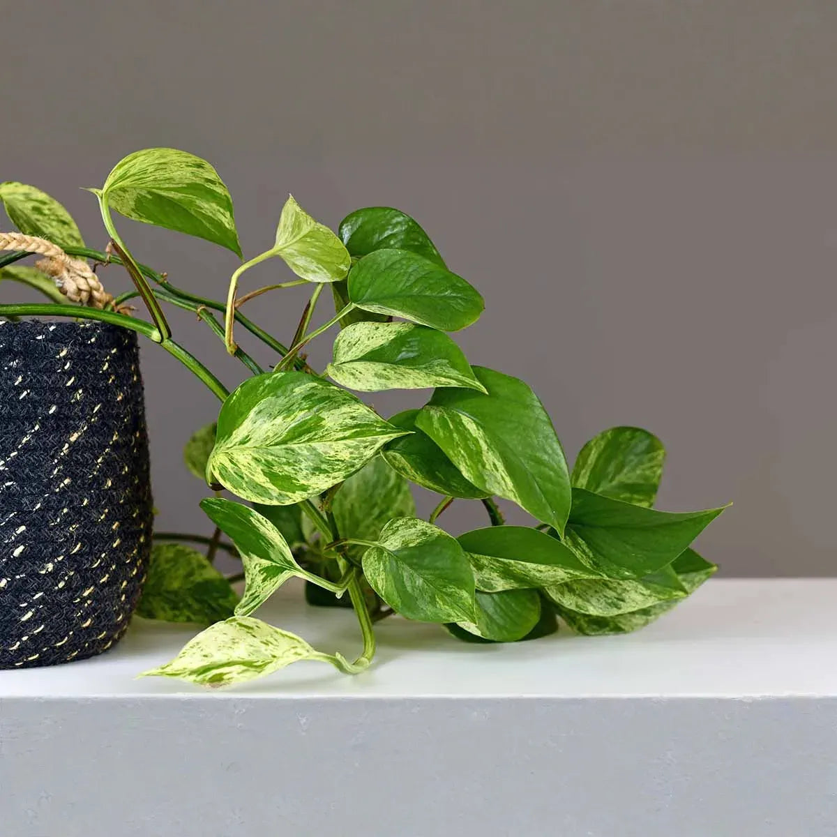 Golden Pothos Rooted Cuttings | 6 Indoor/Outdoor Plants | Bare Root | Live Houseplant for Soil or Water Growing