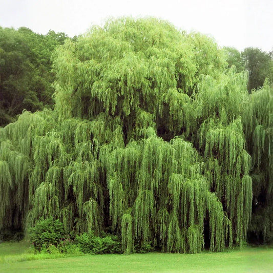Salix babylonica Cuttings - 32+ Golden Weeping Willow Stems, Pencil-Sized