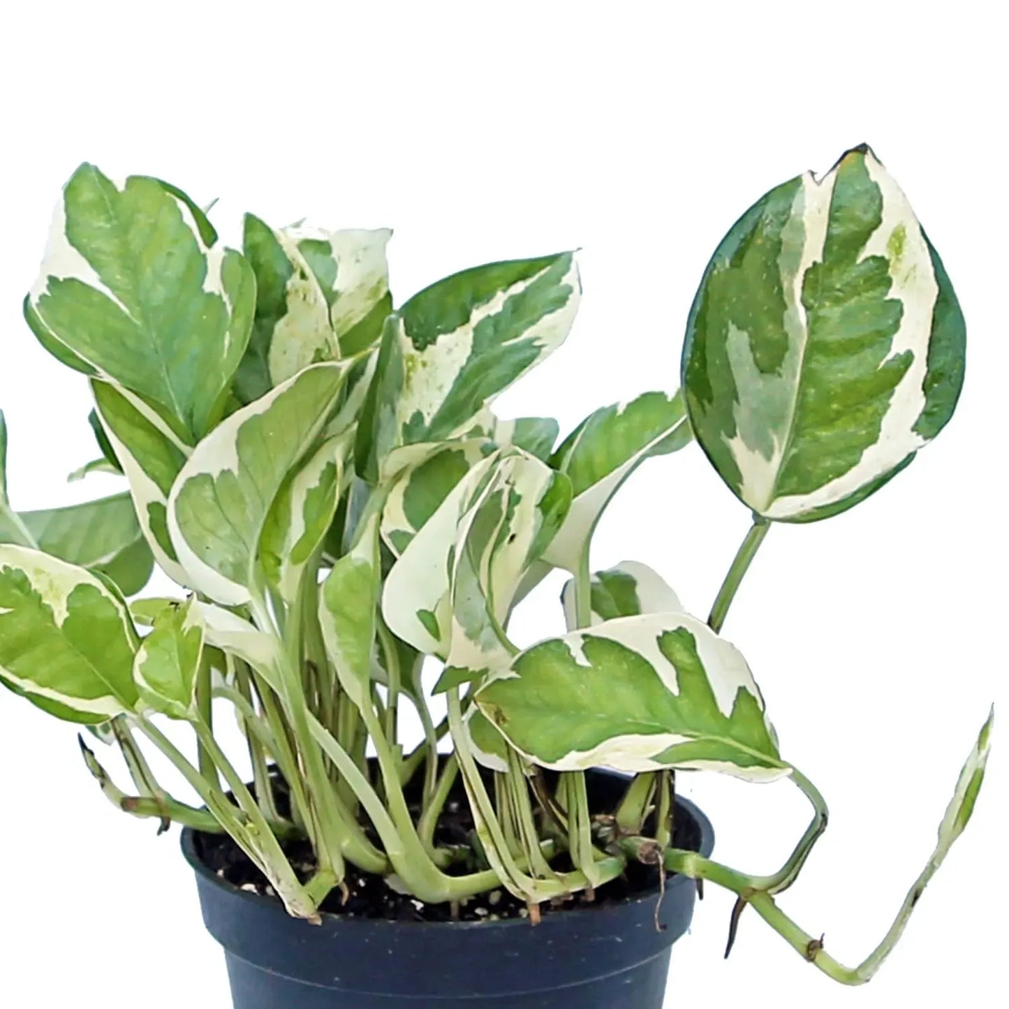 Pothos Pearls and Jade Cuttings - 3 Live Cuttings, Epipremnum aureum, Variegated Indoor Houseplant