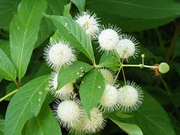 5 Buttonbush Plants - Cephalanthus occidentalis | 12–18” Bare Root Live Shrubs | Native Pollinator Plant for Wetland or Rain Gardens