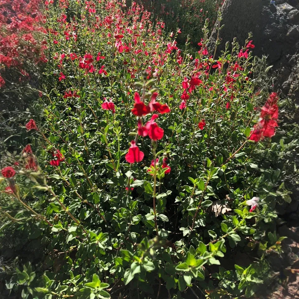 Organic Red Autumn Sage Cuttings - 15 Pcs, Salvia greggii, Drought & Frost Tolerant, Hummingbird Magnet, Culinary Herb, USA Grown, Guaranteed