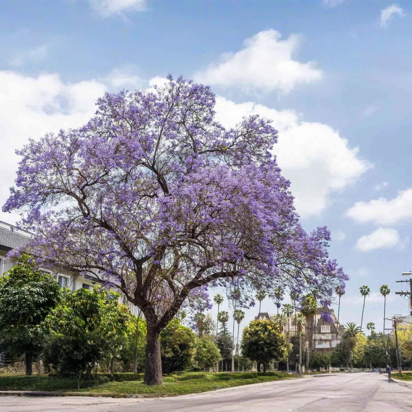 40 Purple Jacaranda Mimosifolia Seeds | Fast Growing Flowering Tree, Beautiful Purple Blooms, Tropical Landscaping, Garden Tree