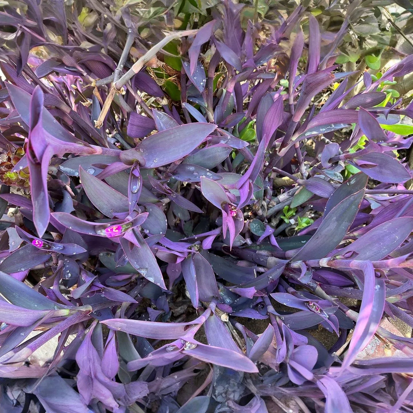 Tradescantia 'Burgundy' Cuttings - 8 Live Cuttings, Purple Wandering Jew, Houseplant Propagation