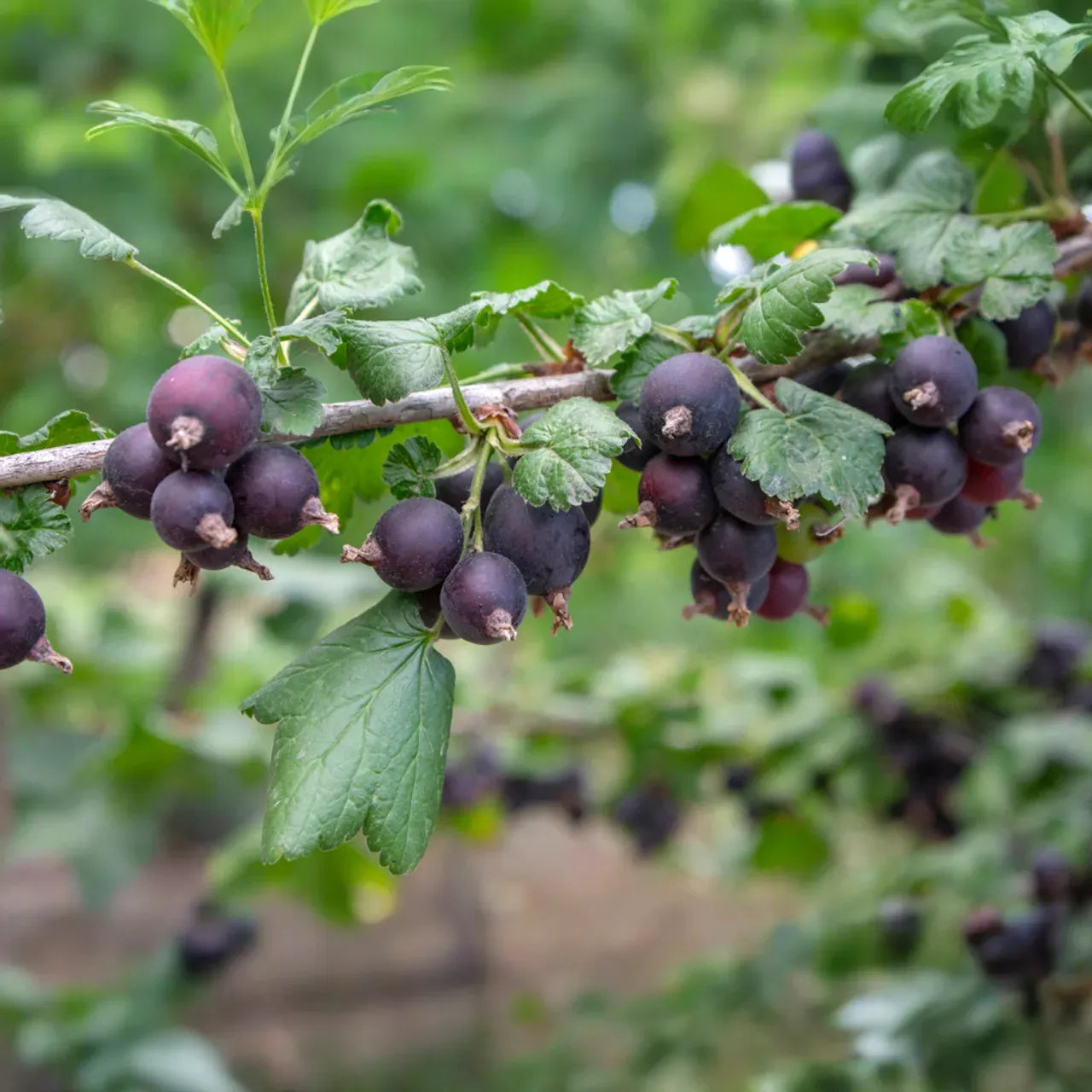 Jostaberry Cuttings - Set of 12 Unrooted Cuttings, Ribes × nidigrolaria, Gooseberry/Black Currant Hybrid
