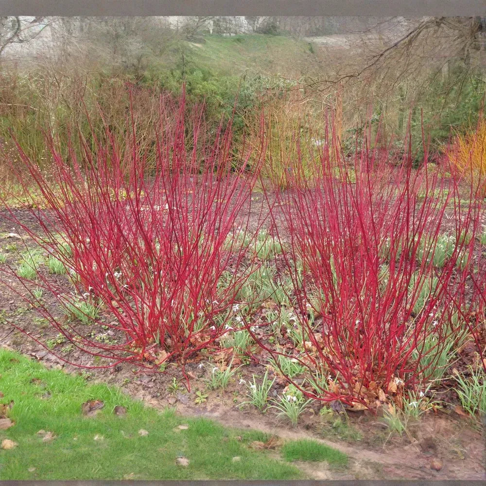 Red Osier Dogwood Cuttings - 30 Live 12-inch Stems, Cornus sericea, USDA Zones 3-8