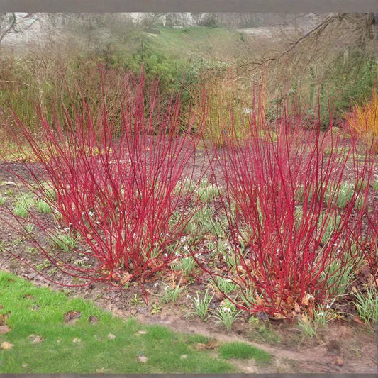 Red Osier Dogwood Cuttings - 30 Live 12-inch Stems, Cornus sericea, USDA Zones 3-8