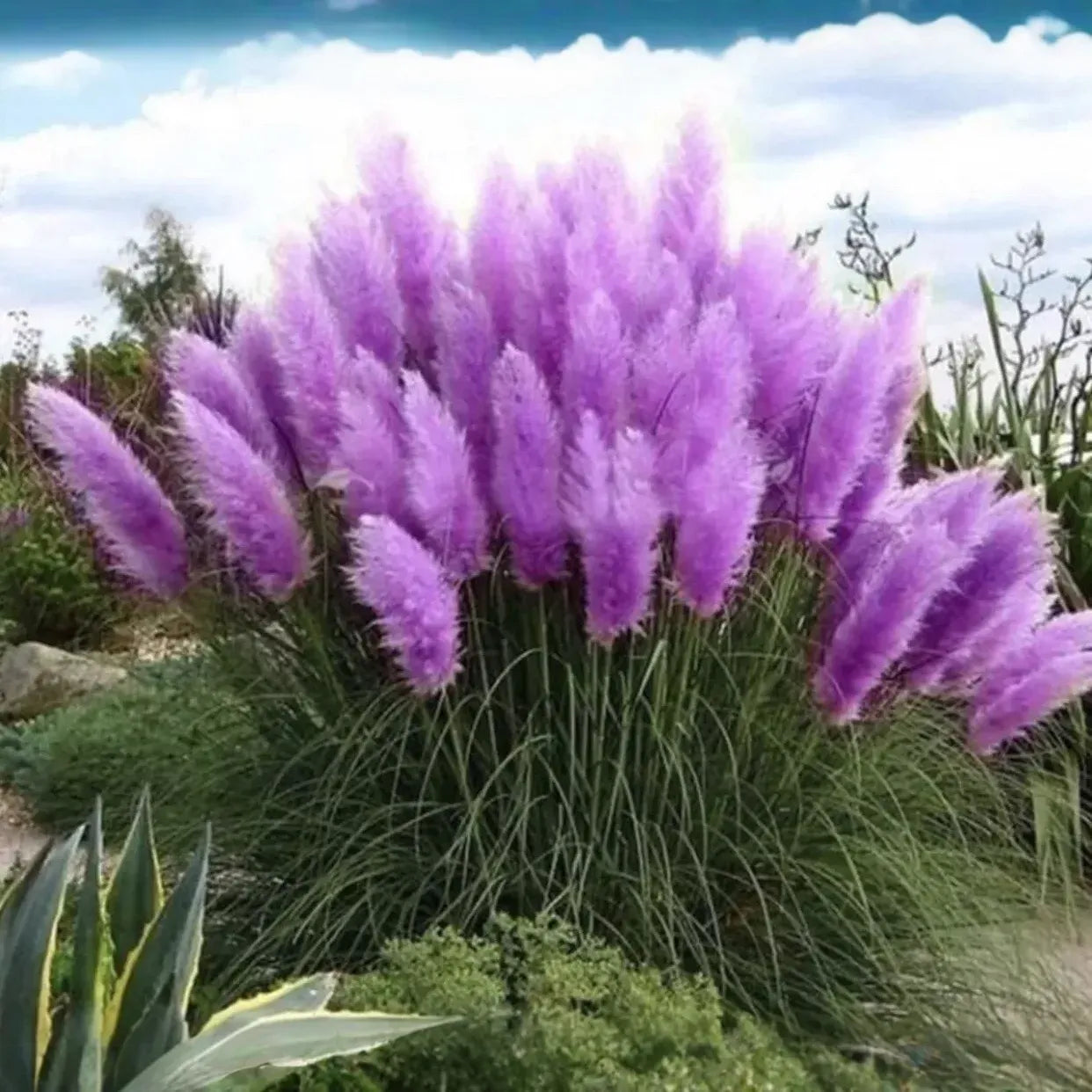 Purple Pampas Grass Plugs (Cortaderia selloana), 3 Plants, 3-5" Tall, USDA Zones 3-10, Full Sun