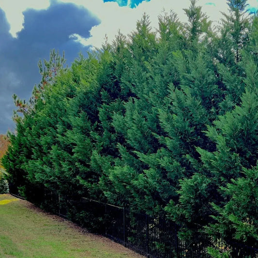 Leyland Cypress Cuttings - 10 Pack - Fast Growing Privacy Screen - Evergreen Hedge - Zones 6-10 -