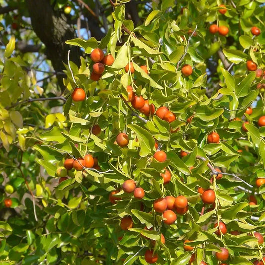 5pcs Jujube Unrooted Cuttings (Ziziphus jujuba), Edible Fruit Tree, Grow Your Own Sweet Dates, Perfect for Garden & Orchard Planting