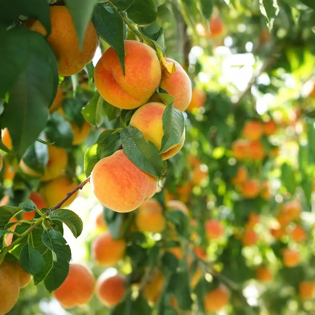California Peach Cuttings - 7 Live 6" Cuttings, Prunus persica, Fruit Tree Propagation