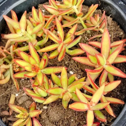 5 Rooted Live Plant Cuttings Succulent Sedum Adolphi 'Firestorm' | Vibrant Red-Orange Edges, Drought-Tolerant, Easy Care
