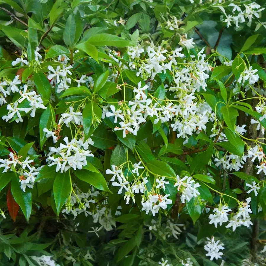 7 Jasminoides Trachelospermum Star Jasmine Cuttings, 6" Unrooted, Fragrant Flowering Plant, Perfect for Vines & Gardens, Easy to Grow - 🆕 New Arrivals, All Products, Products from Jayme Garden - Little Red General Store