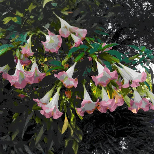 Brugmansia Versicolor Peach Pink 2 Unrooted Cuttings 6" Angel Trumpet Plant