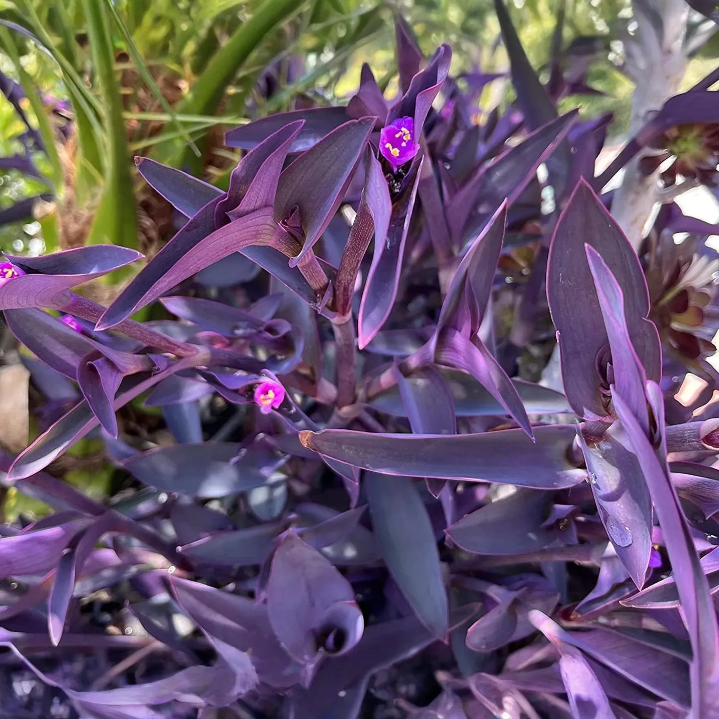Tradescantia pallida Cuttings - 10 Count - Purple Heart Plant - 4-6" Length