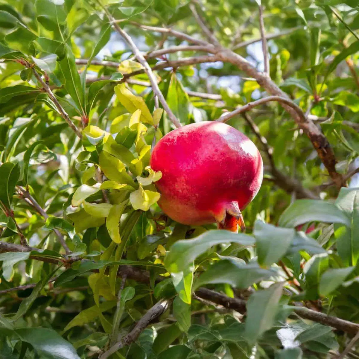 Pomegranate Cuttings - 8 Count - Punica granatum - Mature 9" Cuttings