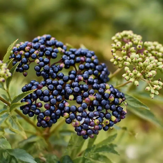American Elderberry Cuttings - 10 Pack - Sambucus canadensis - Organic Appalachian Grown - Pollinator Magnet - Fast Growing Shrub