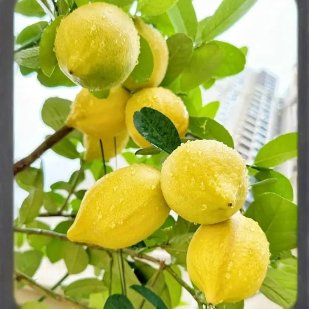 30 Perfume Lemon Seeds - Grow Your Own Citrus Bonsai - Fragrant Lemon Tree - Delicious Juicy Fruit - Easy to Grow Indoors & Outdoors