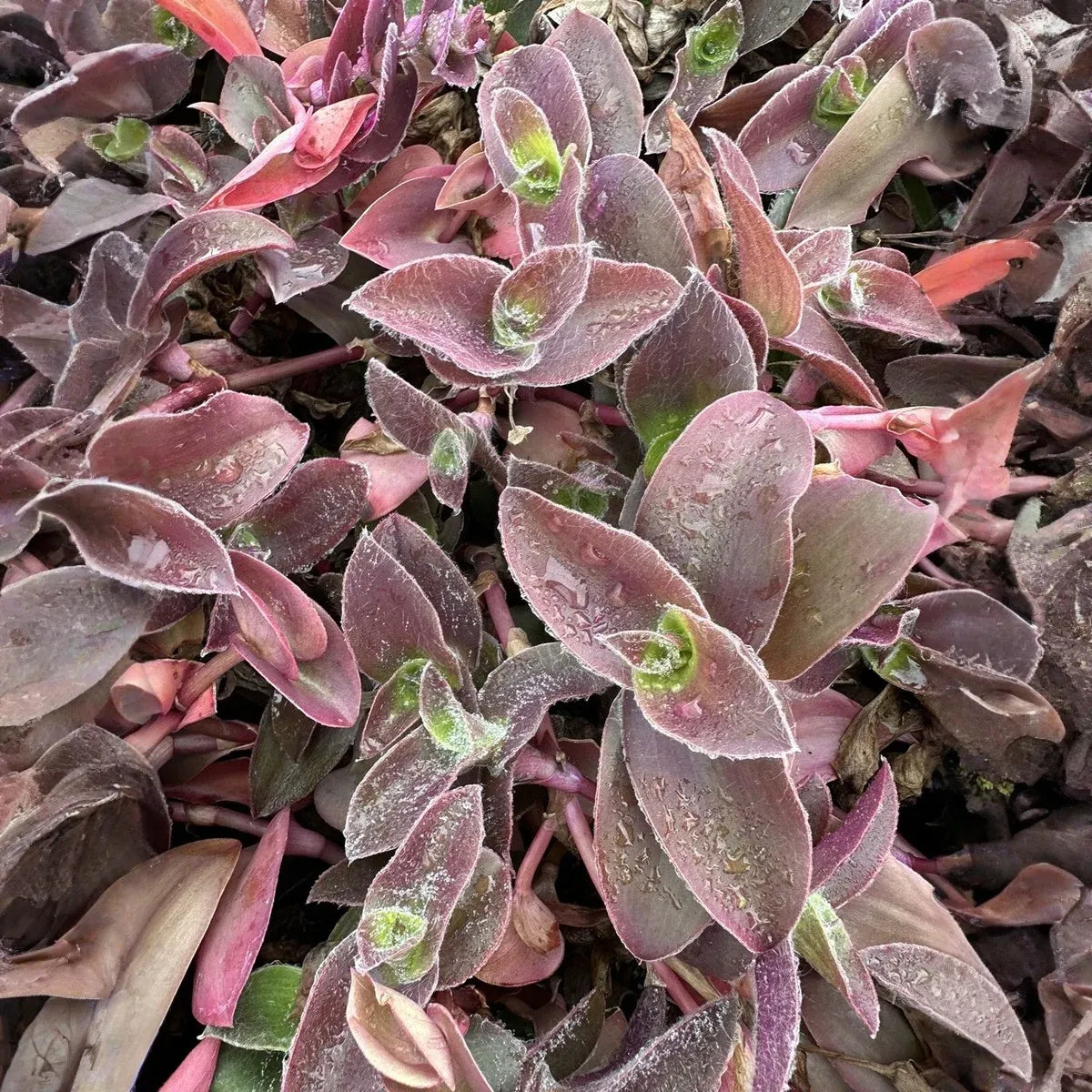 5 Tradescantia Wandering Jew 'Pale Puma' Unrooted Cuttings, Fuzzy Purple Plant, Tradescantia pallida, Indoor Plant, Rare Colorful Cuttings