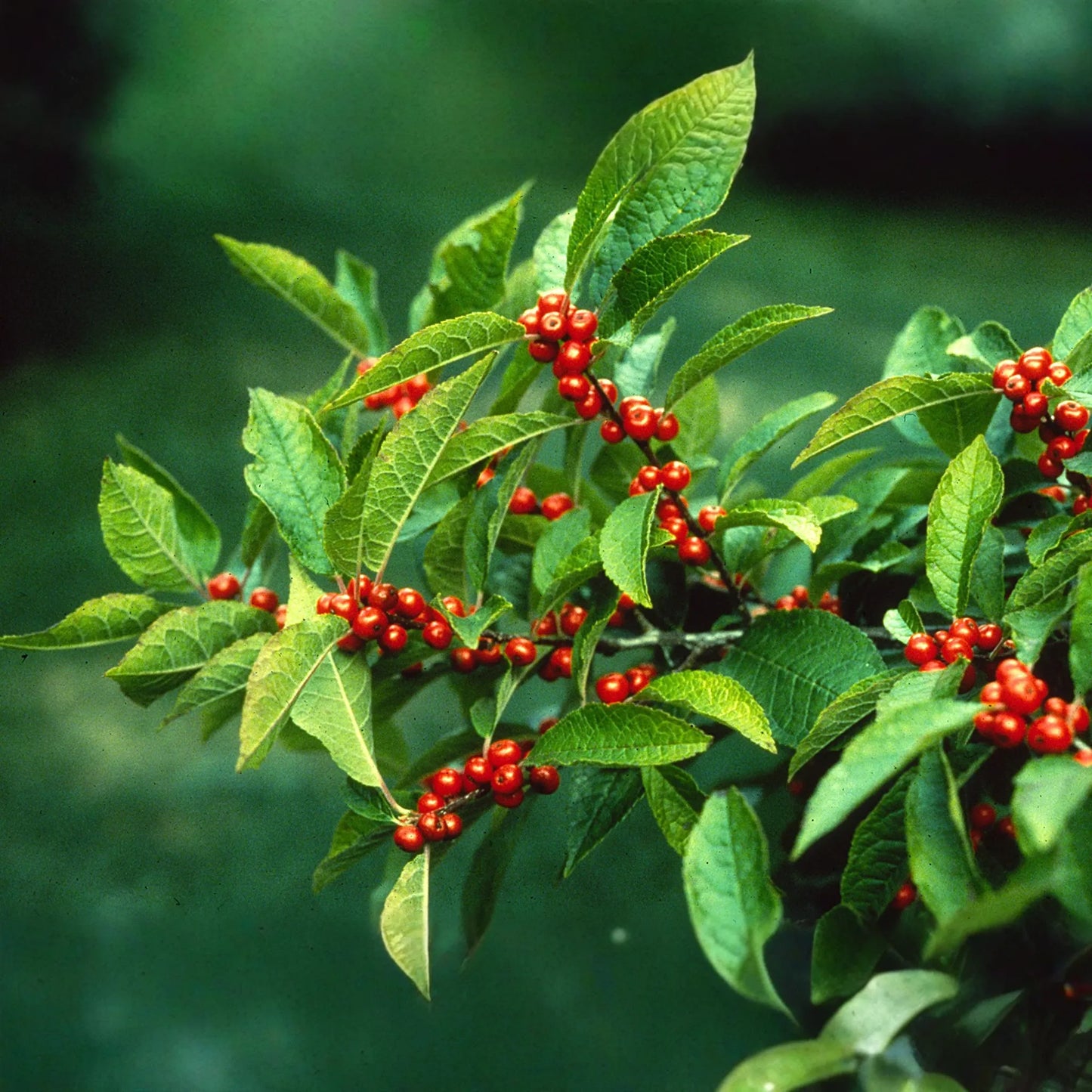 250 mg Seeds Ilex Verticillata - Winterberry Holly for Planting | Decorative Shrub for Wildlife & Landscaping