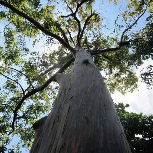 40 Rainbow Eucalyptus Seeds (Eucalyptus deglupta) - Vibrant Colorful Gum Tree, Fast-Growing, Tropical Evergreen, Unique Landscaping Plant
