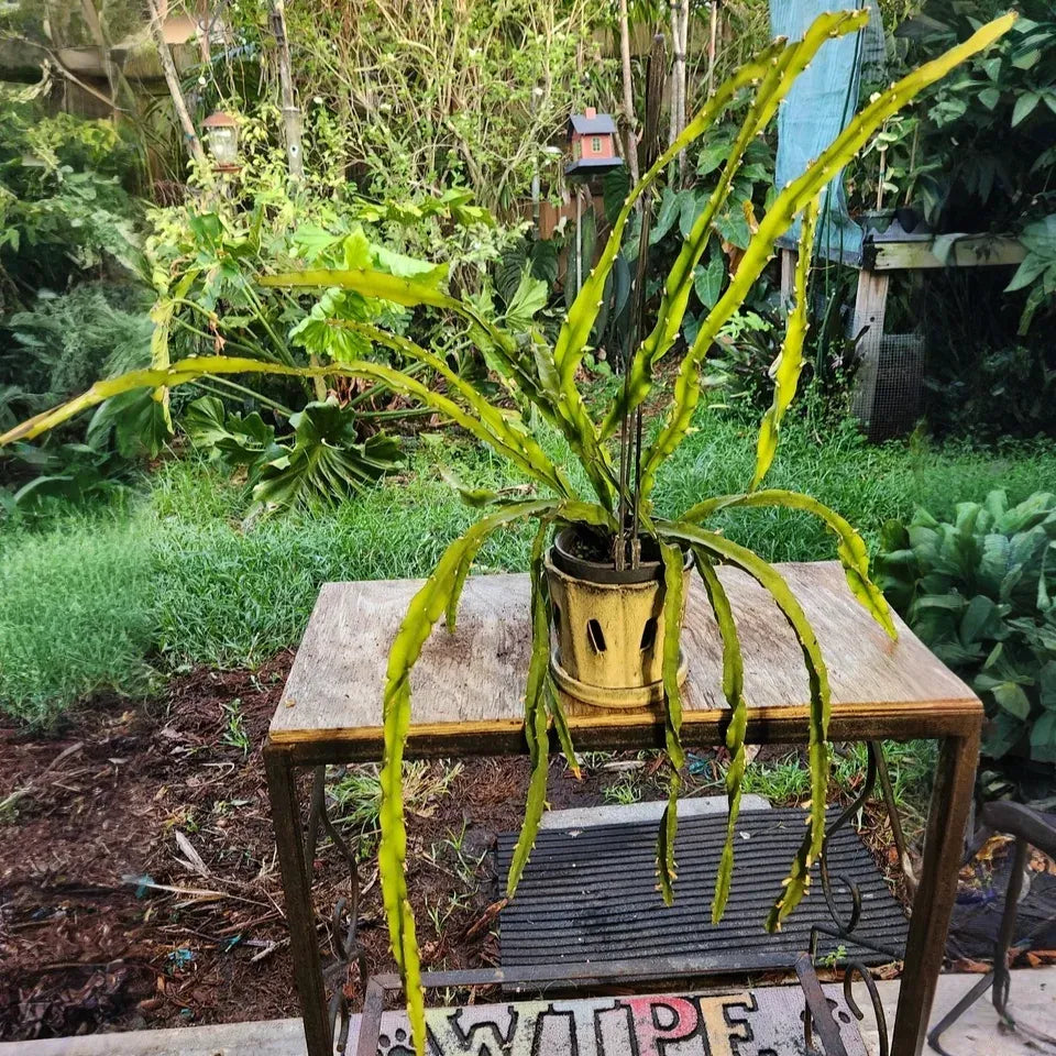 Hurricane Cactus Cutting - 6" Lepismium Spiralis, Rare Spiral Succulent, Rooting Hormone Dipped, Easy-Care Epiphyte, Unique Collector's Plant
