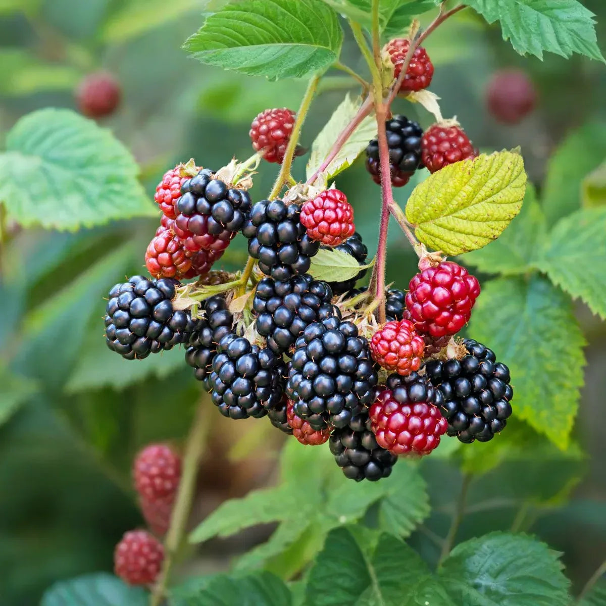 10 Organic Unrooted Thornless Blackberry Cuttings 5"-8" - Rubus fruticosus, Easy to Grow, Sweet Berries Plant, Home Garden, Fruit Cutting