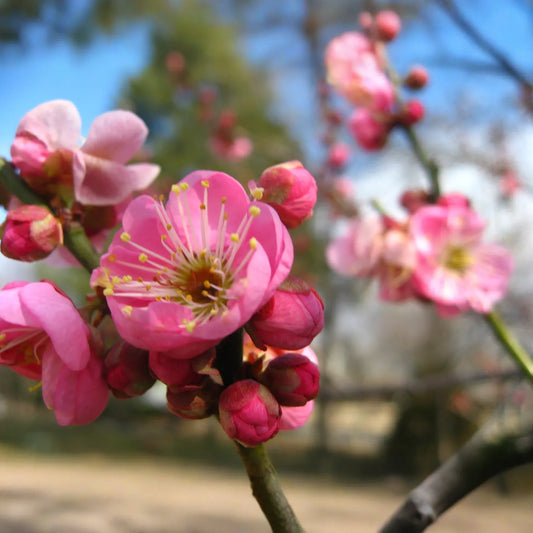 Pink Japanese Flowering Apricot, Prunus mume 'Rosebud', Bonsai Starter Plant, Fragrant Semi-Double Blooms, 2.2" Pot