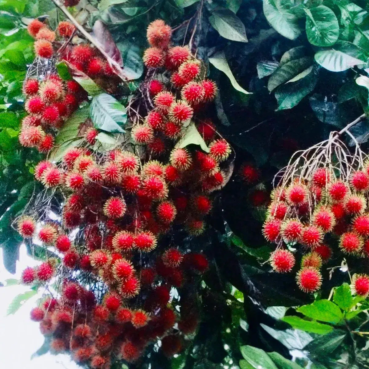 Rambutan Cuttings - 5 Live 5-6" Cuttings, Nephelium lappaceum, Tropical Fruit Tree