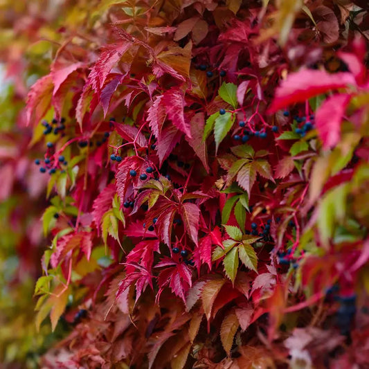 Virginia Creeper Perennial Rooted Cuttings 5"-8" - Parthenocissus quinquefolia, Hardy Vine, Fast-Growing, Ground Cover, Outdoor Garden Plant