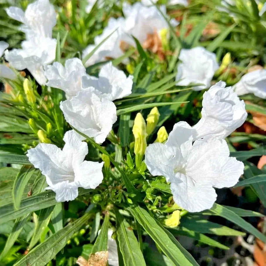 White Mexican Petunia - 10 Rooted Plants, Drought & Wet Soil Tolerant, Full Sun to Shade, Fast Spreading, Pond or Garden Plant, Zones 7-11