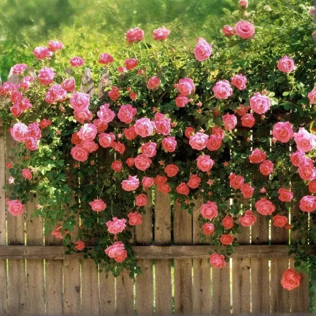 20 Pink Climbing Rose Seeds - Fragrant Perennial Vine - Fast-Growing Flower for Trellis, Arbors & Fences - Easy to Grow