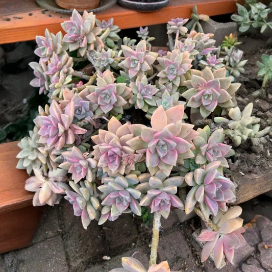 Ghost Plant Succulent (Graptopetalum paraguayense) - 4 Unrooted Cuttings