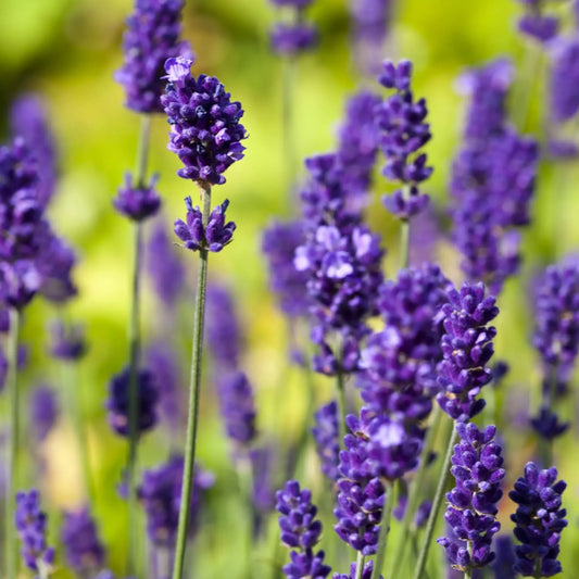 150 English Lavender Seeds | Lavandula angustifolia | Non-GMO Fragrant Herb and Flower for Borders, Pots & Pollinator Gardens