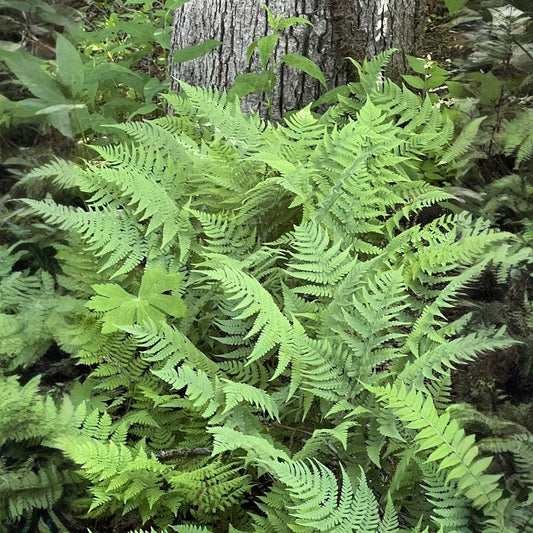 3 Leatherwood Ferns (Dryopteris marginalis), Premium Native Woodland Bare Root Plants