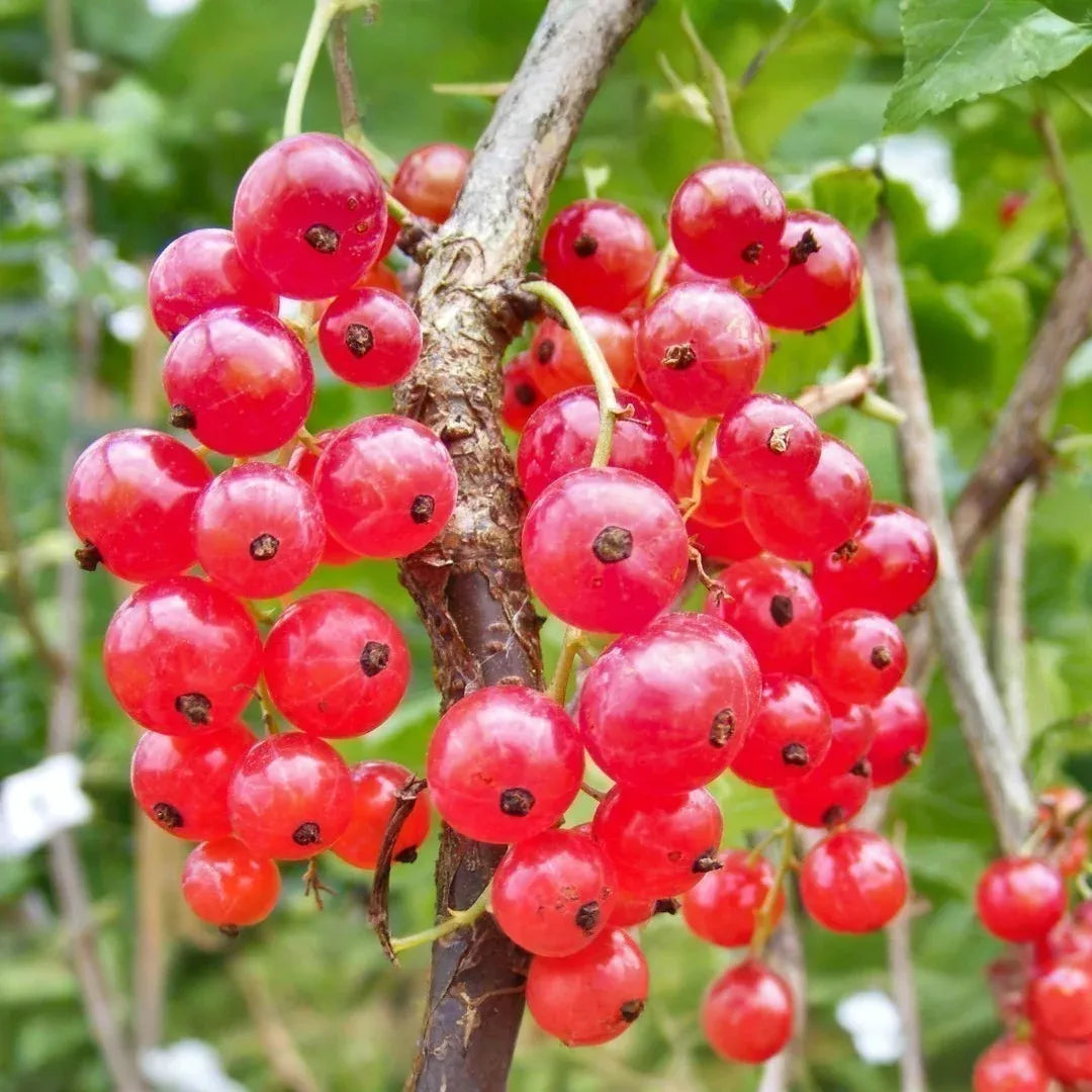 Red Lake Currant Rooted Cuttings, Ribes rubrum, Bare Root Dormant Plants, Fruit Shrub for Jams & Baking, 6-8" Tall