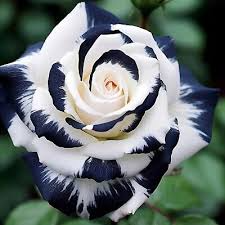 20 Rare Black & White Striped Rose Seeds - Unique Heirloom Variety - Striking Bicolor Blooms - Fragrant Perennial - Easy to Grow