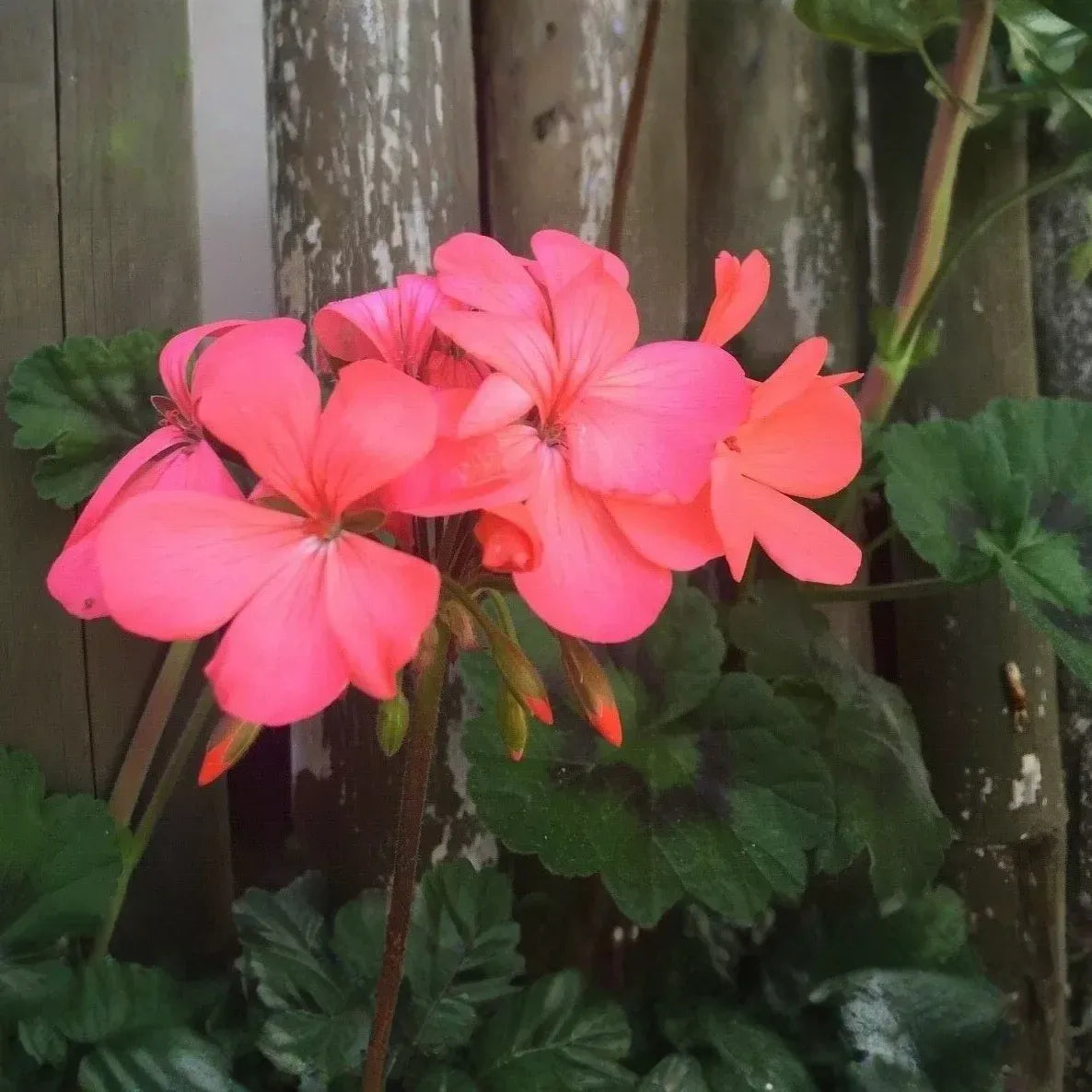 Pelargonium Zonal Geranium, 4 Orange-Pink Flower Cuttings, 6" Unrooted Stems, USDA Zones 9-11